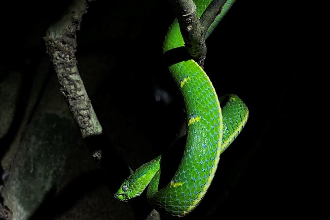 Night Tour in Monteverde Tropical Forest