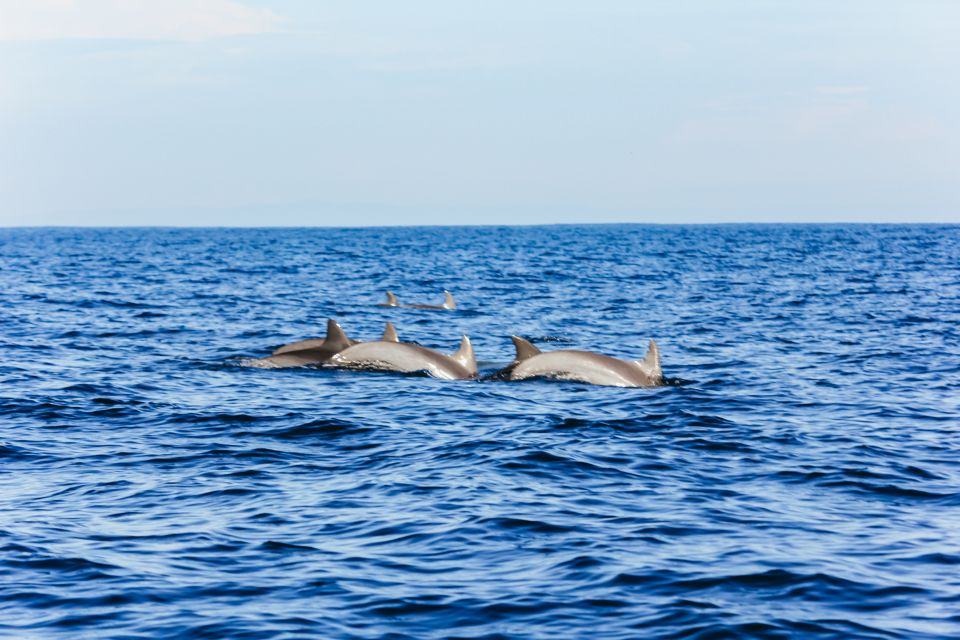 North Bali: Sunrise Tour With Dolphins, Waterfalls & Temples