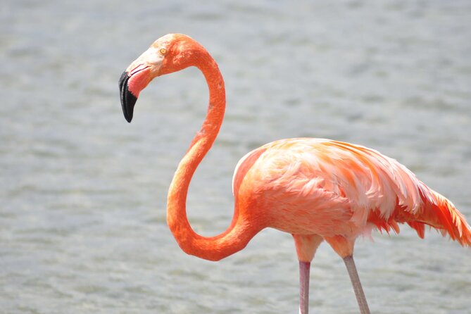 North Bonaire Private Island Tour