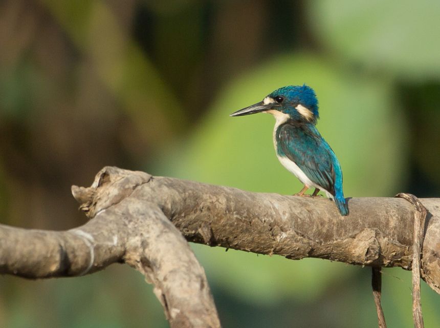 Northern Territory: Corroboree Billabong Nature Cruises