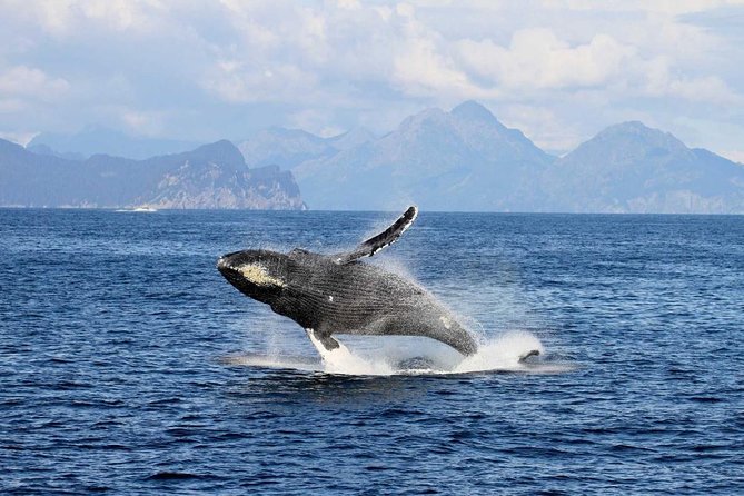 Northwestern Fjord Sightseeing Cruise From Seward