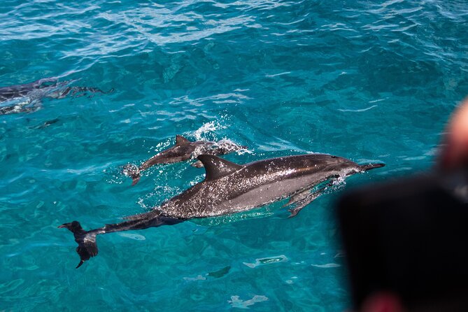 Oahu Dolphin Watch With Turtle Snorkel & Water Slide