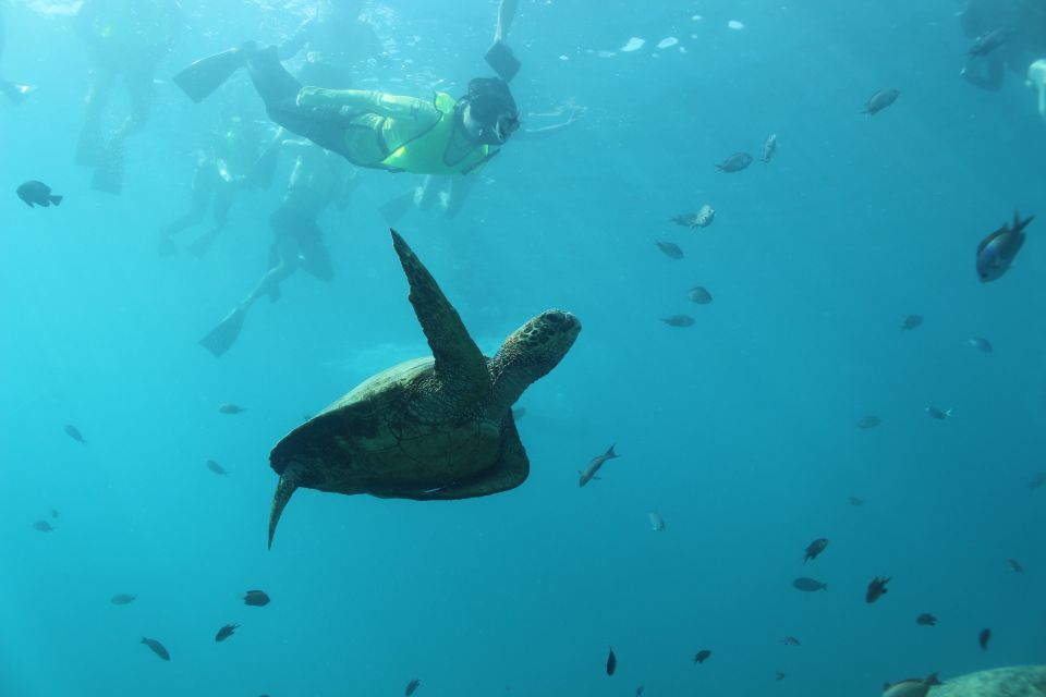 Oahu: Turtle Canyon Snorkeling & Hula Dance