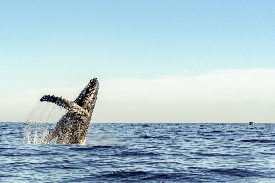 Oahu: Waikiki Eco-Friendly Morning Whale Watching Cruise - Activity Details