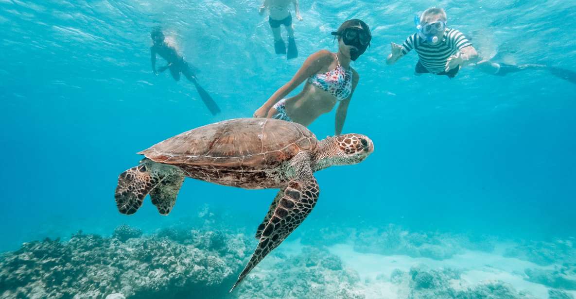 Oahu: Waikiki Turtle Snorkeling Adventure