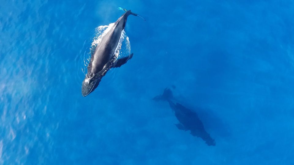 Oahu: Waikiki Whale Watching Tour-Donut and Coffee Included