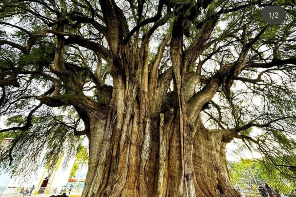 Oaxaca Hierve El Agua, Mitla, Teotitlán and Árbol Del Tule