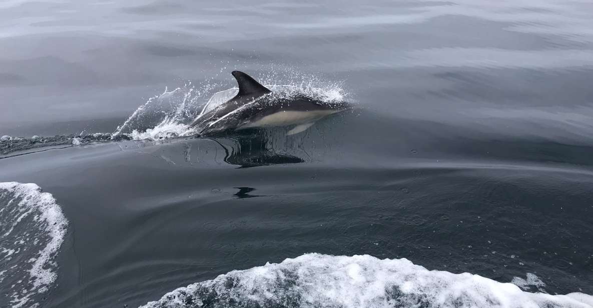 Observation of Dolphins