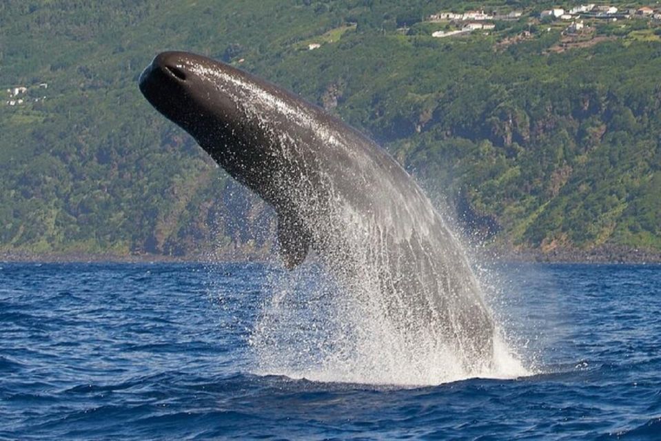 Observation of Whales and Dolphins in the Peak