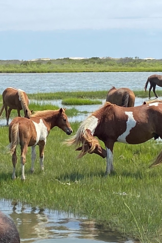 Ocean City: Assateague Island Morning Cruise