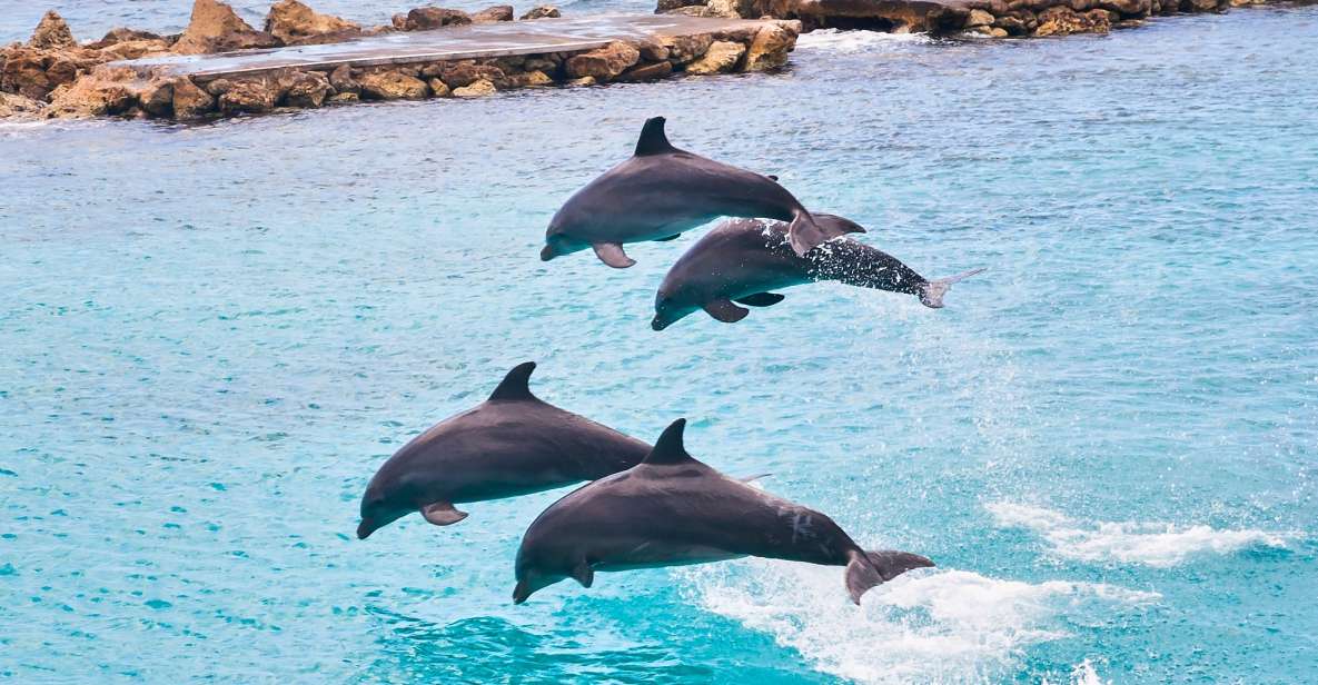 Ocho Rios: Full-Day at Dolphin Cove & Swim With the Dolphins