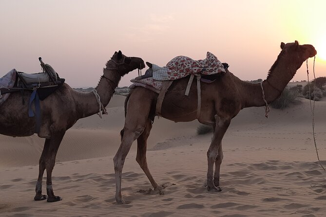 Off the Beaten Track Overnight Camel Safari Tour Jaisalmer