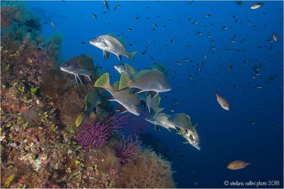 Olbia: Diving in Tavolara Marine Park in Sardinia