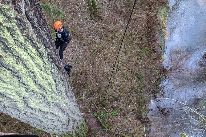 Old-Growth Tree Climbing at Silver Falls State Park