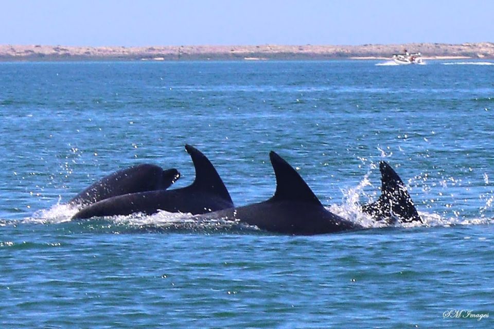 Olhão: Dolphin and Wildlife Watching Boat Tour