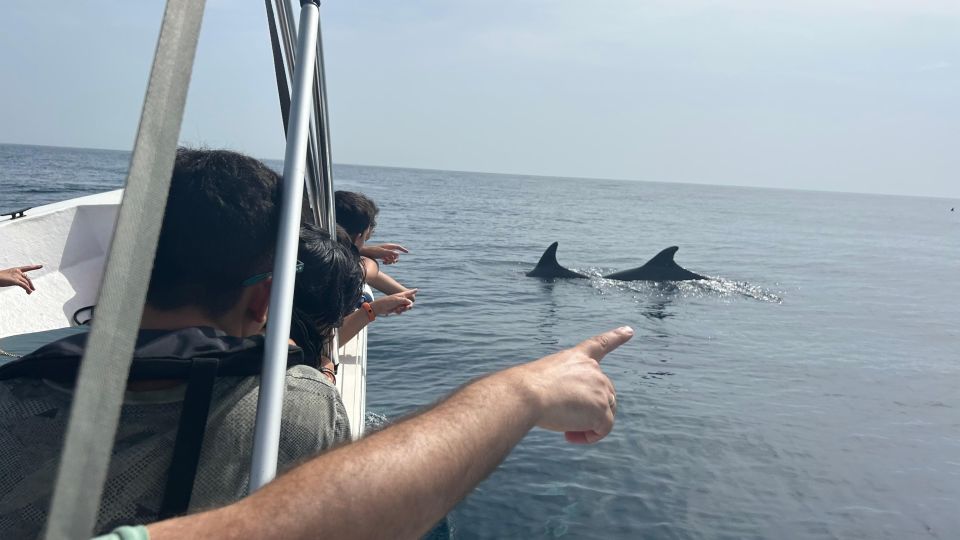 Olhão – Safari Watching Dolphins and Other Species