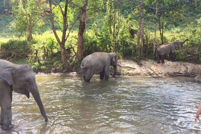 One Day Elephants in Nature Experience & Grand Canyon Jumping - Chiang Mai Elephants Experience