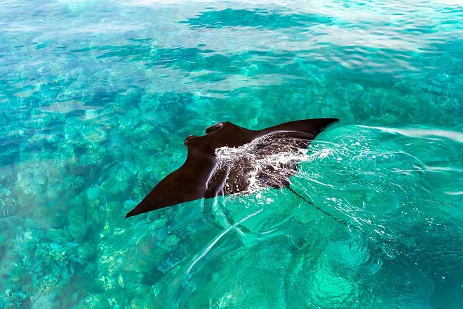 One Day Komodo Trip With Speed Boat