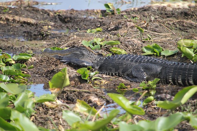 One-Hour Airboat Ride Near Orlando - Meeting Point and Pickup Details