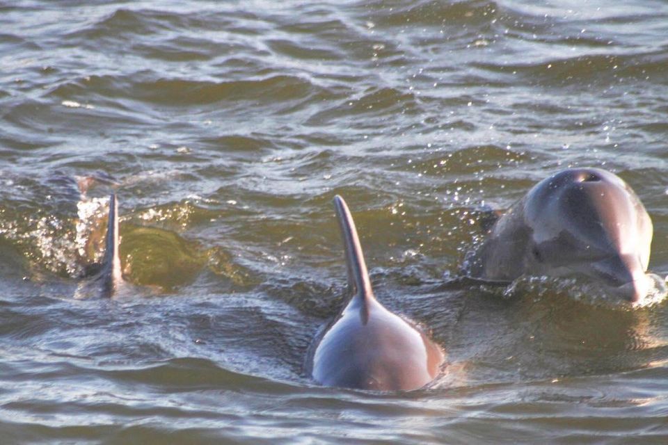 Orange Beach: Dolphin-Watching Sunset Catamaran Cruise