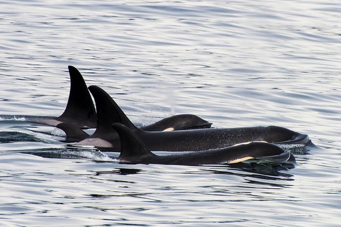 Orca Quest Cruise - Highlights of the Experience