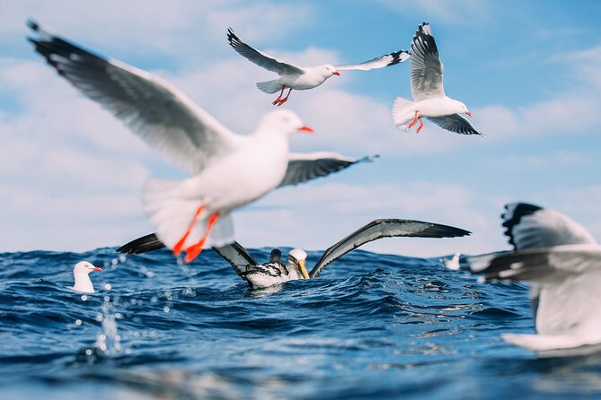 Otago Harbour Wildlife Cruise (Dunedin Shore Excursion)