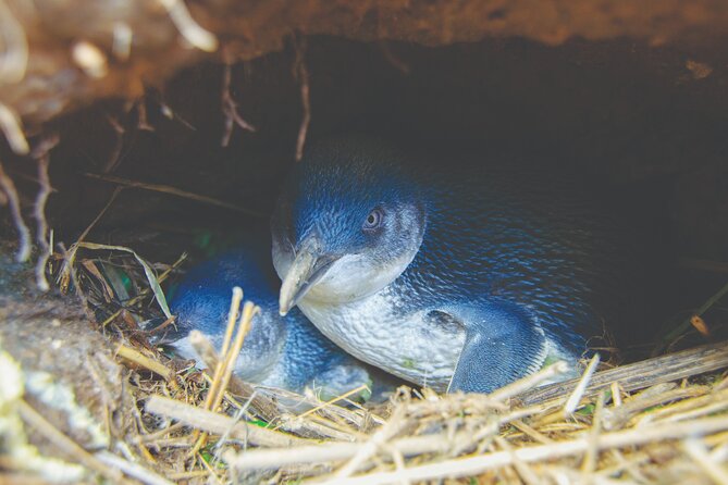 Otago Peninsula In-Depth Tour & Blue Penguins Pukekura Experience - Pickup Information