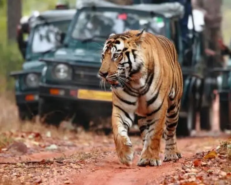 Overnight Private Tour: Jaipur – Ranthambore Tiger Safari