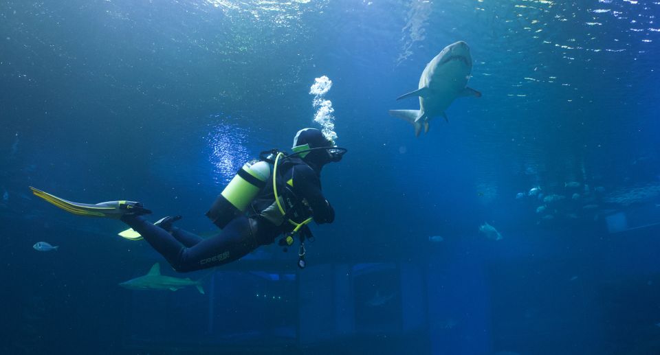 Palma De Mallorca: Shark Dive at Palma Aquarium