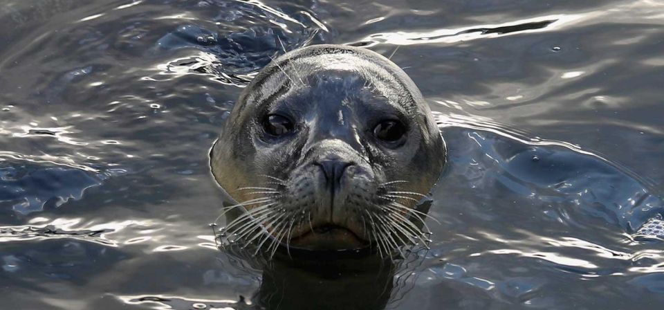 Palomino Islands Speedboat Excursion & Swim With Sea Lions