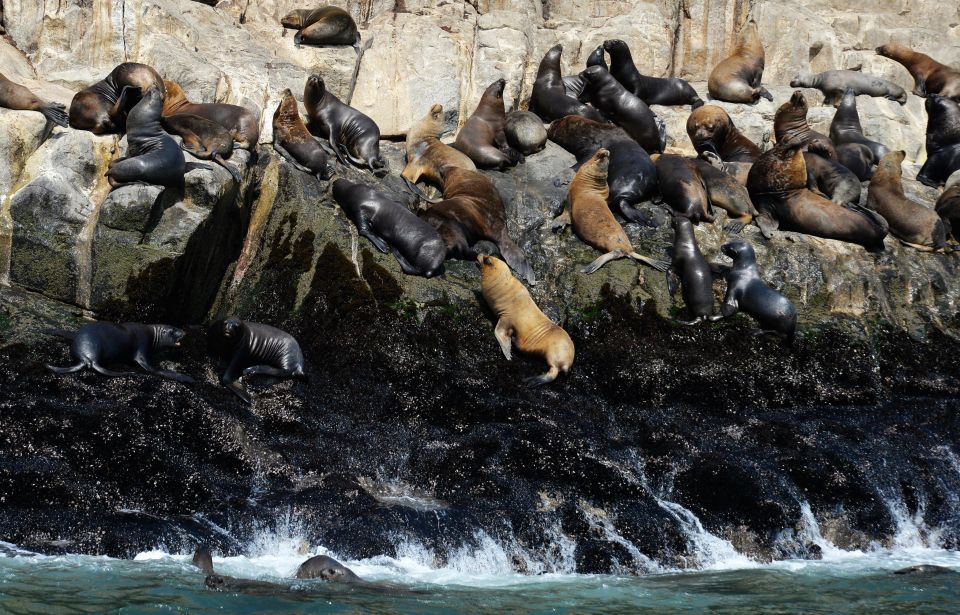 Palomino Islands Yacht Tour and Swim Alongside the Sea Lions - Tour Overview