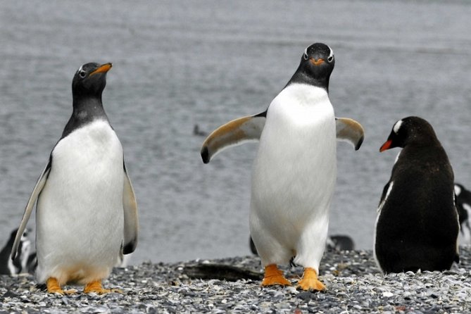 Penguin Colony in Ushuaia