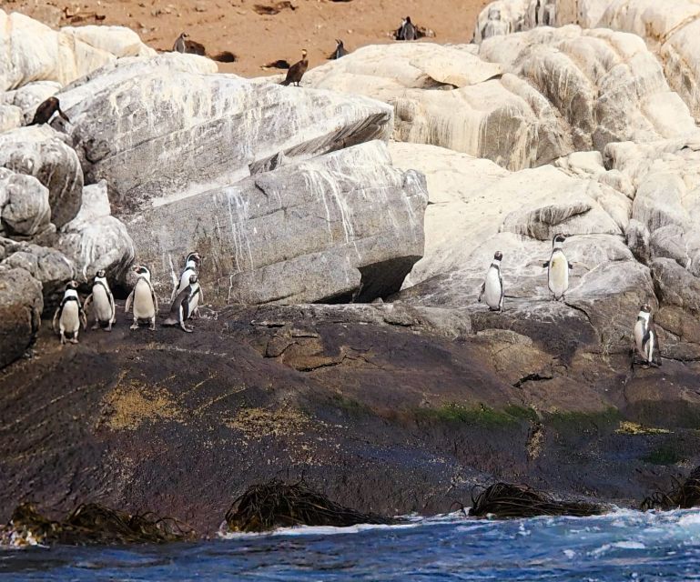 Penguins Watching Cachagua Island in Zapallar From Santiago