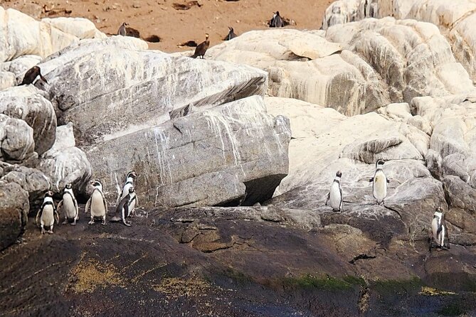 Penguins Watching Navigation Cachagua Island& Lunch From SANTIAGO