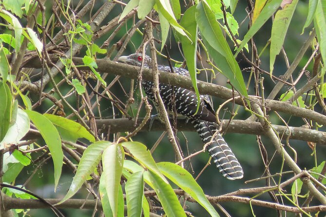 Phnom Penh Birding Experience and Brunch - Overview of the Experience