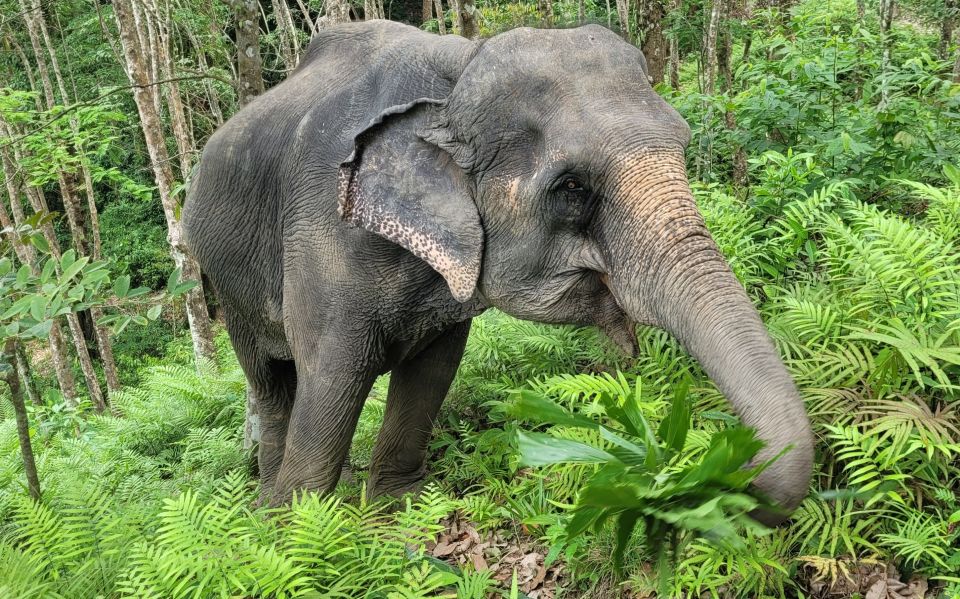 Phuket: Half-Day Elephant Explorer at Phuket Elephant Care