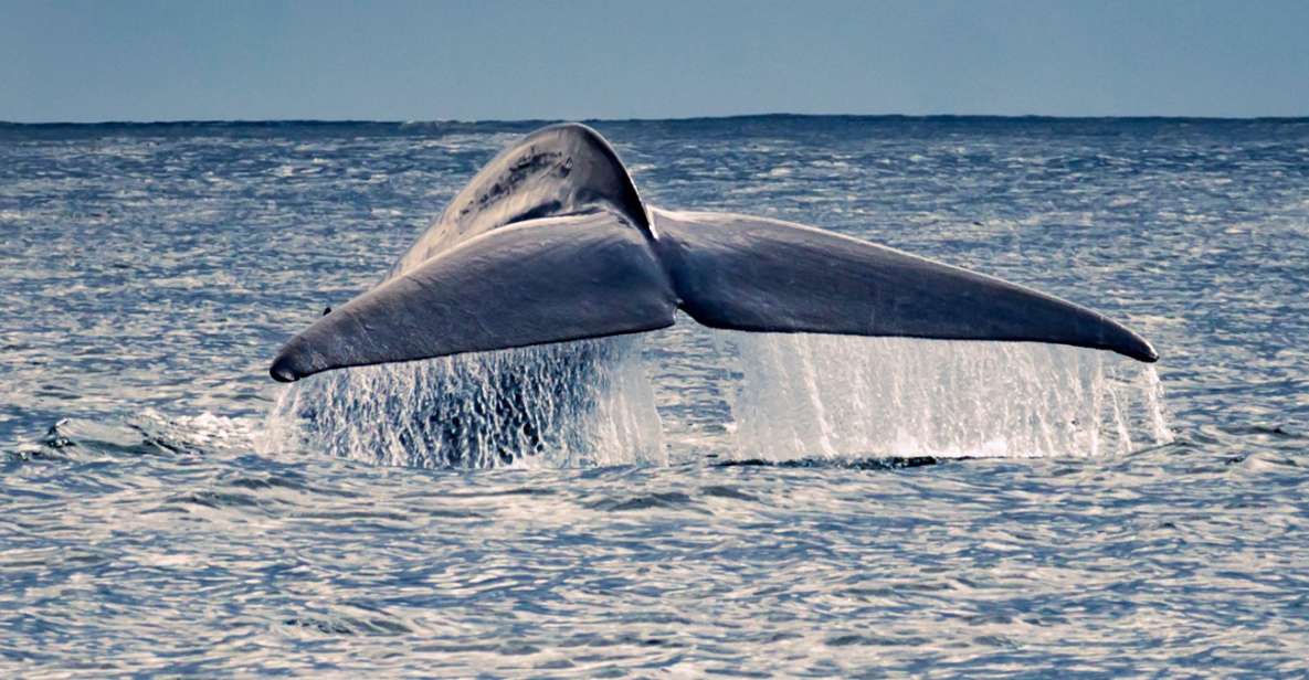 Pico Island: Whale Watching Boat Tour With Biologist Guides