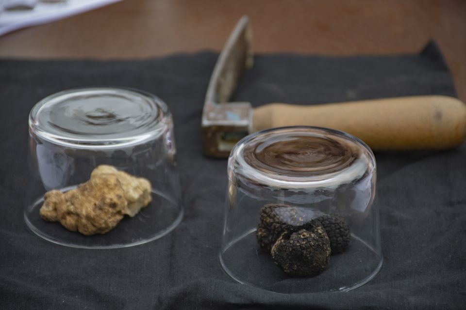 Piedmont: Truffle Hunting