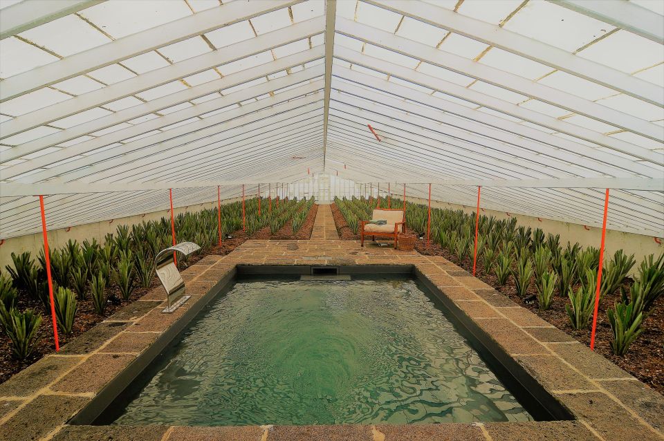 Pineapple Greenhouse Hot Tube and Pineapple Tour