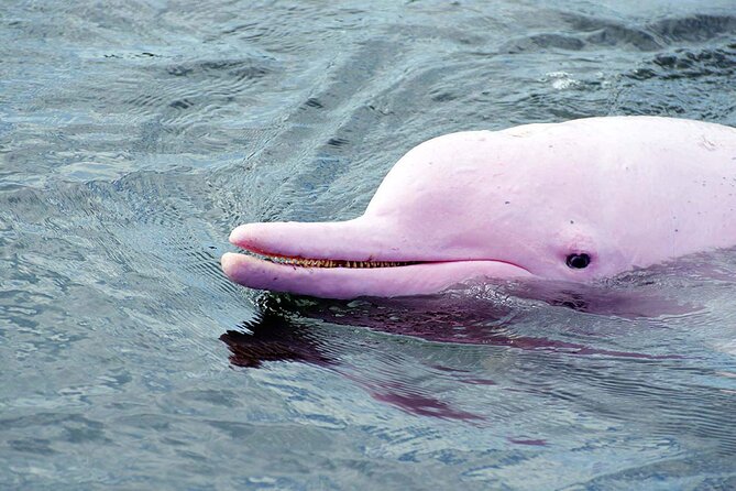 Pink Dolphin Spotting & Snorkelling Day Tour At Pigs Island - Itinerary Details