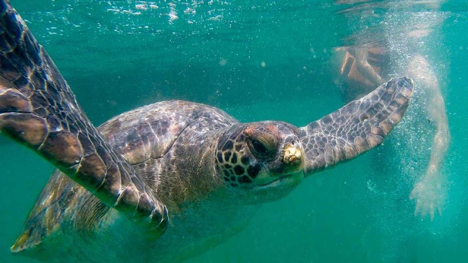 Piura: Adventure in Mancora With Underwater Turtle Encounter