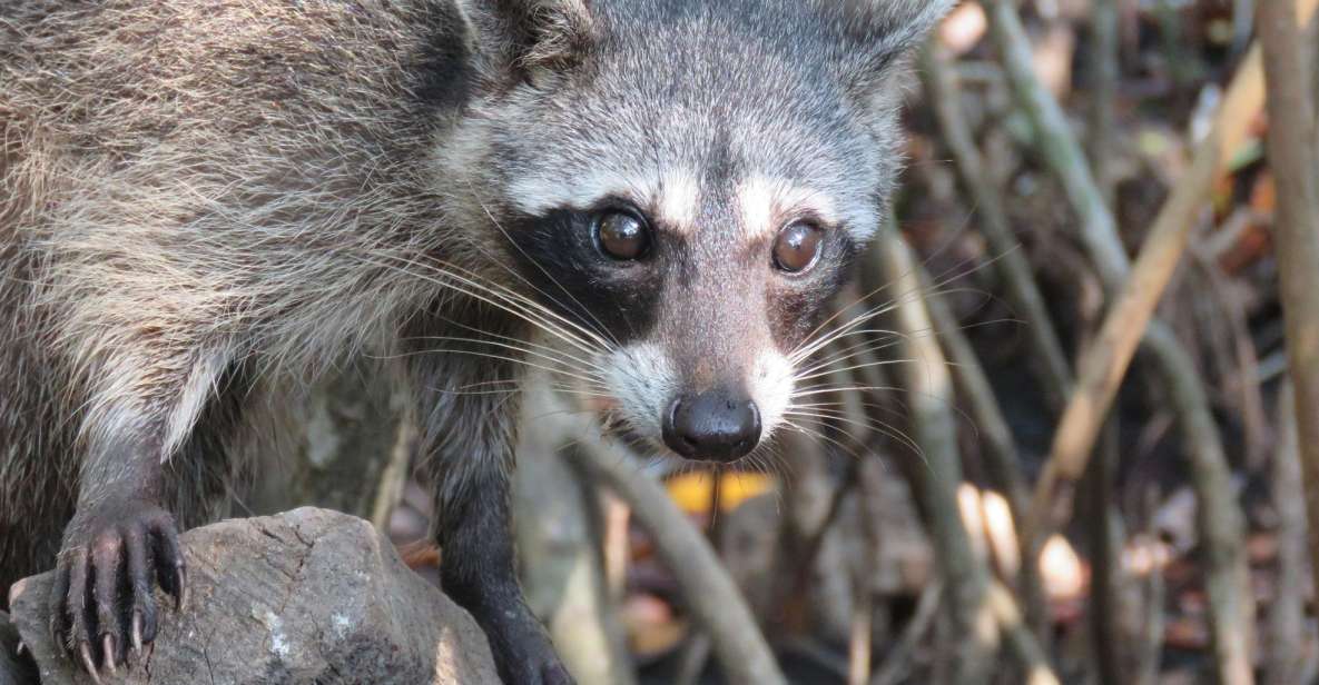 Playa Blanca: Daytour With Snorkeling and Racoon Sighting