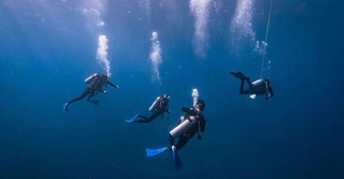 Playa Del Carmen: Bull Shark Diving Experience