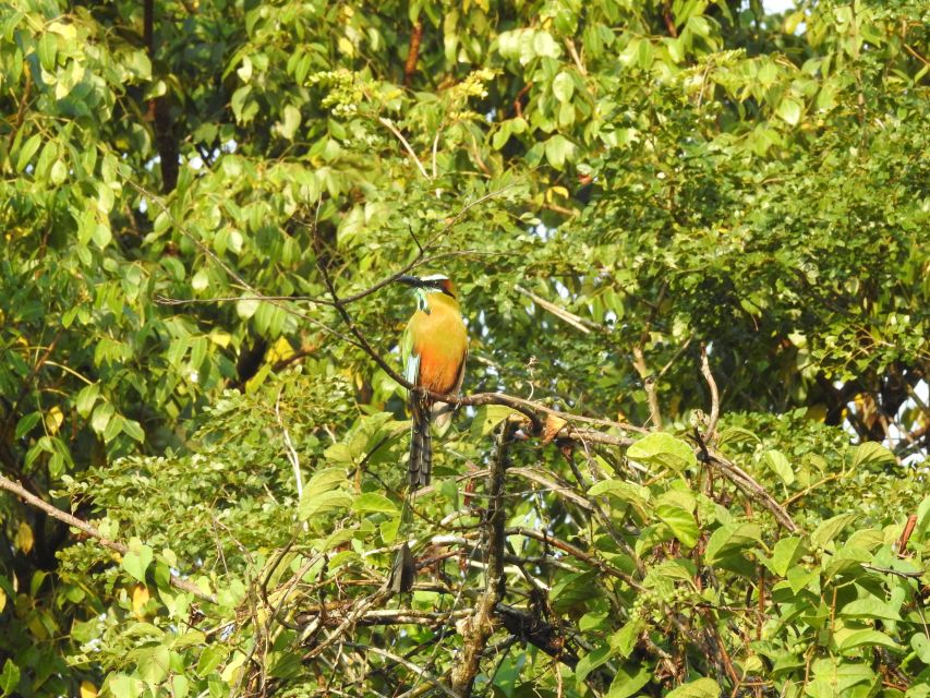 Playa Del Carmen: Guided Birdwatching Hike