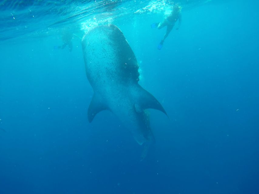 Playa Del Carmen: Whale Shark Tour