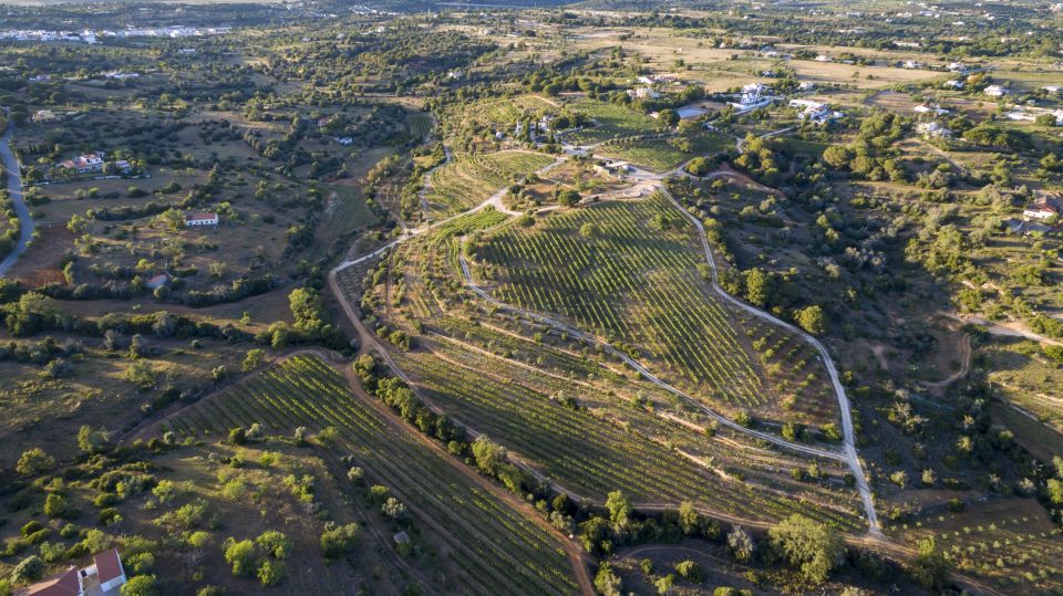 Porches: Algarve Vineyard Tour and Wine Tasting Experience