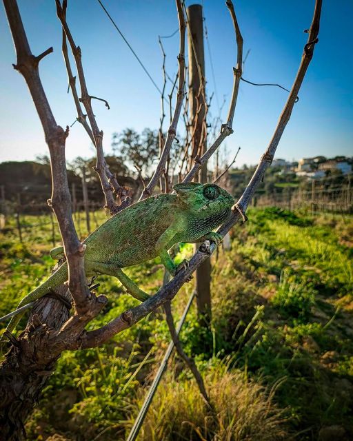 Porches: Exclusive Wine Tasting Experience