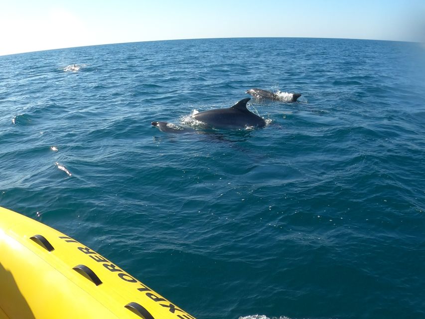 Portimão: 2-Hour Dolphin Watching Boat Tour