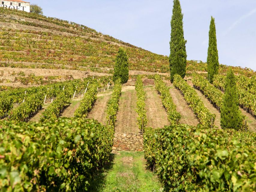 Porto: Douro Valley Authentic Wine Experience With Lunch