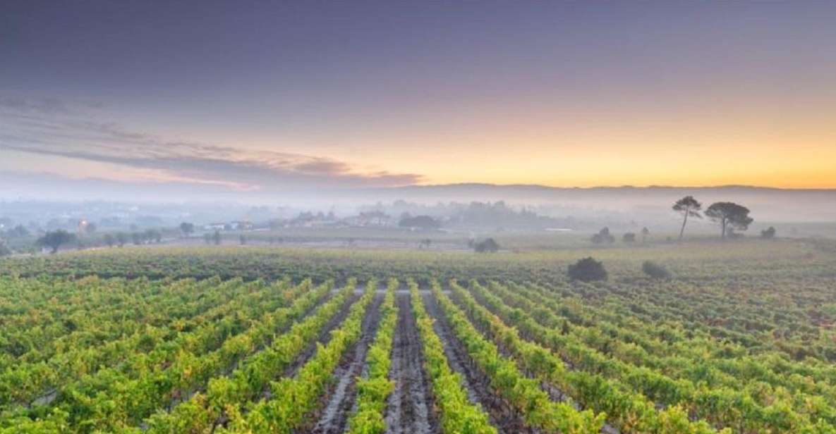 Portugal: Bairrada Private Tour